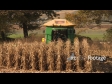 Maize Harvest Front 5 1556